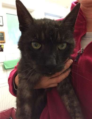 Theodor - älterer Fundkater aus Kottenheim.