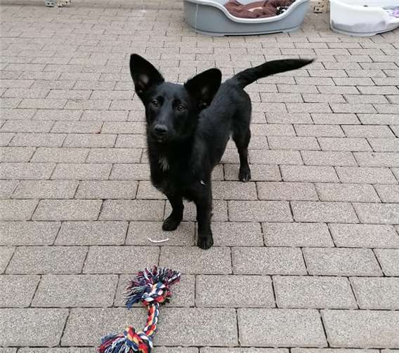 Thilia ist noch ganz jung und sucht ihre Familie.Fotos: Tierheim Ransbach-Baumbach