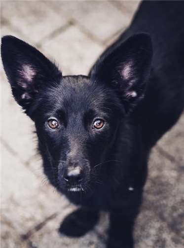 Thilia sucht ein Zuhause mit souveränen Zweithund. Fotos: privat