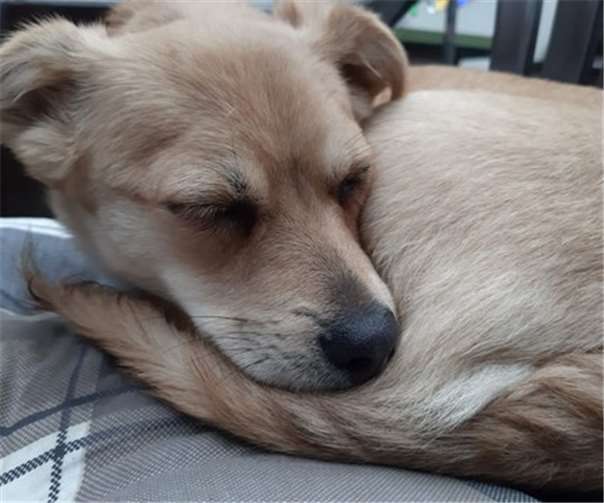 Thyron ist eines der beiden Kuschelkinder. Fotos: privat