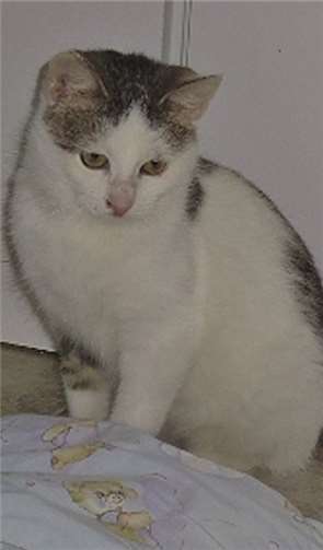 Tico, der kesse Katerbub, privat