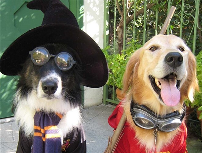 Tiere fühlen sich in ihrer eigenen Haut am wohlsten. Tierheim Andernach