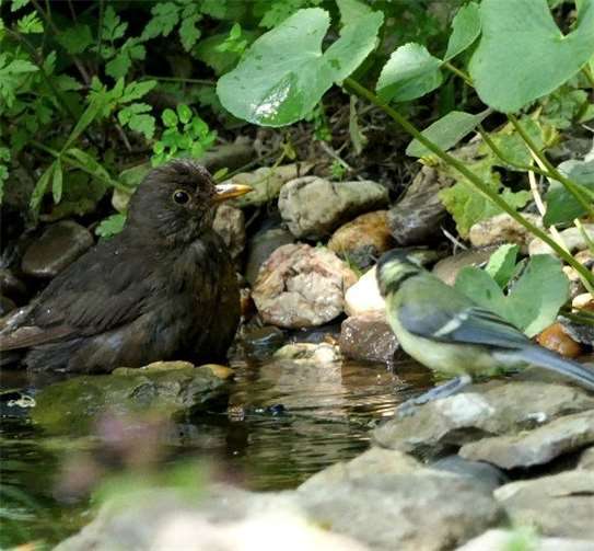 Tiere und Natur leiden unter Sonne, Hitze und Trockenheit. Foto: privat