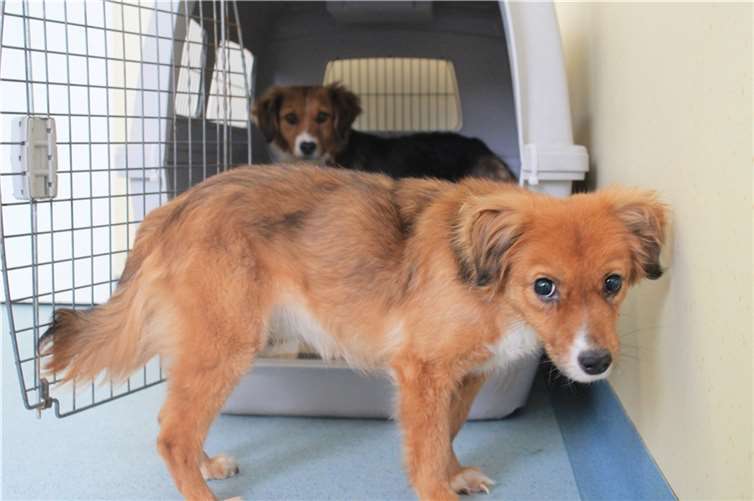 Tierheime nehmen Notfälle, wie hier zwei Hunde aus einem Animal Hoarding-Fall, auf. Foto: Deutscher Tierschutzbund e.V.