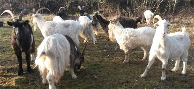 Tierische Naturschützer auf dem Mayener Grubenfeld. NABU