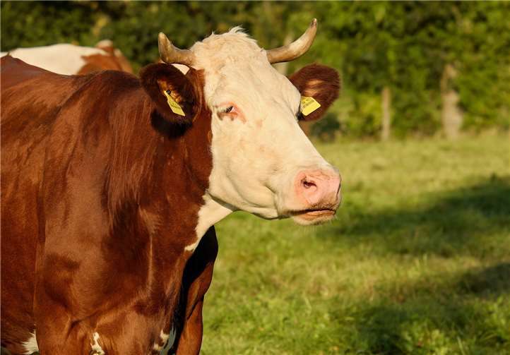 „Tierwohl und wirtschaftliche Interessen schließen einander nicht aus“, sagen die Landwirte im Kreis Ahrweiler. Foto: pixabay.de