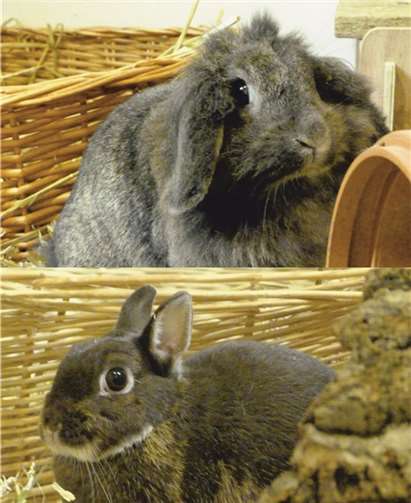 Tiffy, Angora und Pinky suchen eine weniger schnelllebige Heimat.privat