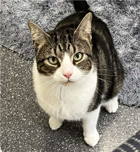 Tiger. Foto: Tierheim u. Tierschutzverein Kreis Ahrweiler e.V., Claus Krah