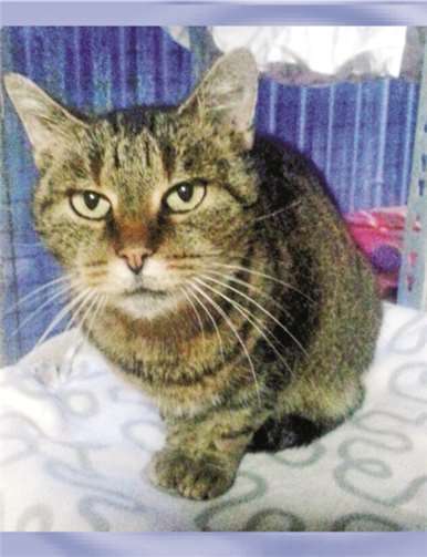 Tiger sucht ein neues Zuhause. privat