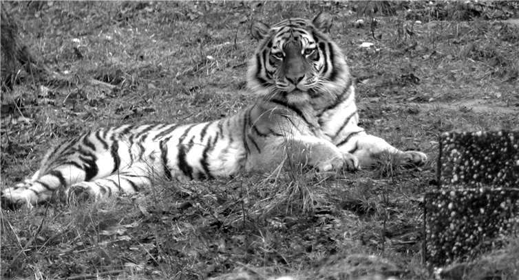 Tigerin Kimberly erlag ihren Verletzungen. Foto: Zoo Neuwied