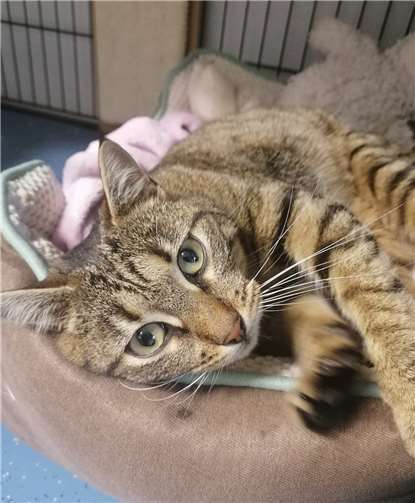 Tigerlilli. Foto: privat