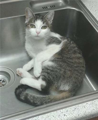 Tilli sucht eine nette Familie.privat