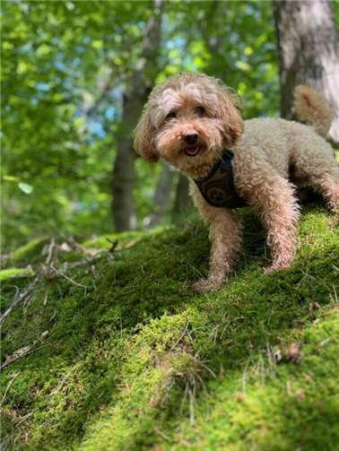 Tilly (Straßenhaus/Ellingen). 