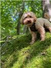 Tilly (Straßenhaus/Ellingen). 