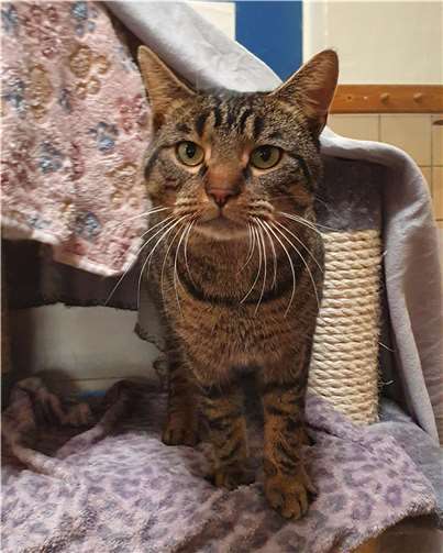 Timmy Tiger.  Foto: Claus Krah