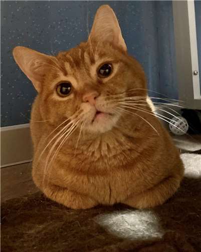 Timmy ist richtig lieb.  Foto: privat