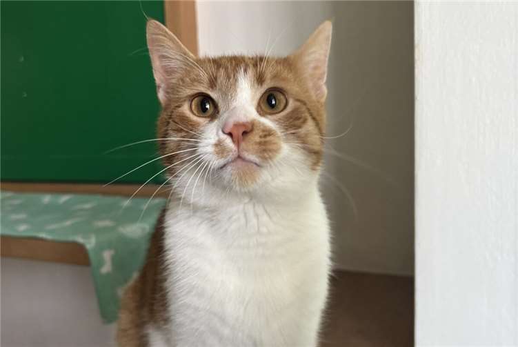 Timmy sucht Familienanschluss. Foto:privat