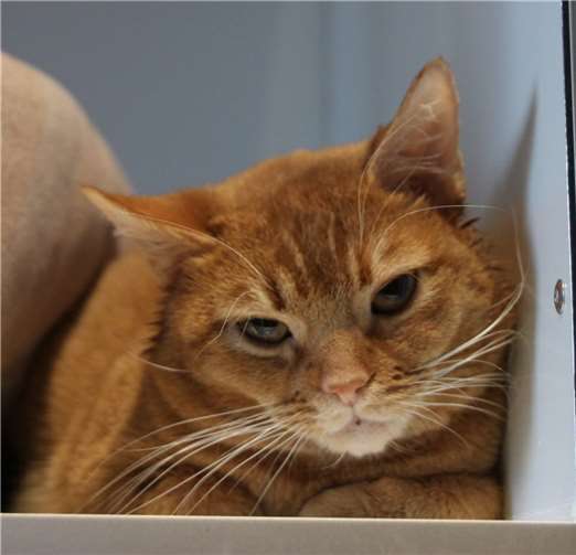 Timmy sucht ein Zuhause. Foto: privat