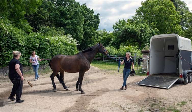 Tina Wirfs (links) und Karin Kranz (rechts) versuchen gemeinsam, die Oldenburger-Studie Vita zum Einsteigen in den Pferdetransporter zu bewegen.  Fotos: Jost