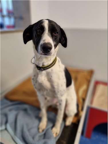 Tincer bringt sicher viel Spaß in sein neues Zuhause. Foto: Sybill Limbach