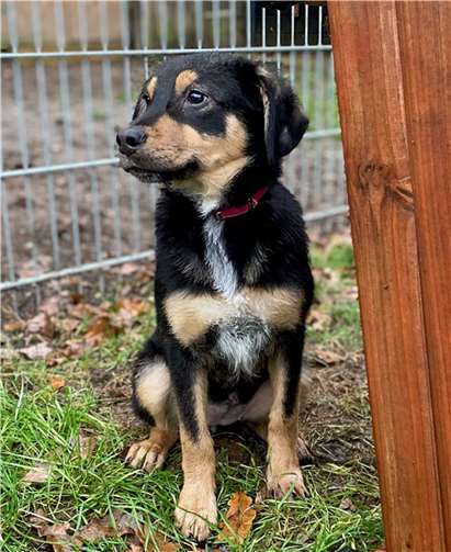 Tini mag es hier.Foto: Tierheim u. Tierschutzverein Kreis Ahrweiler e.V.