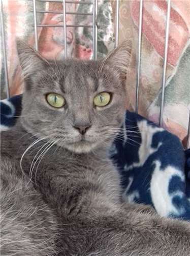 Tinka ist jung, bildhübsch, super lieb, verschmust und anhänglich. Foto: privat