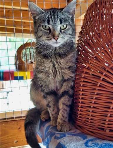 Tinka wünscht sich ein fürsorgliches Zuhause. Foto: privat