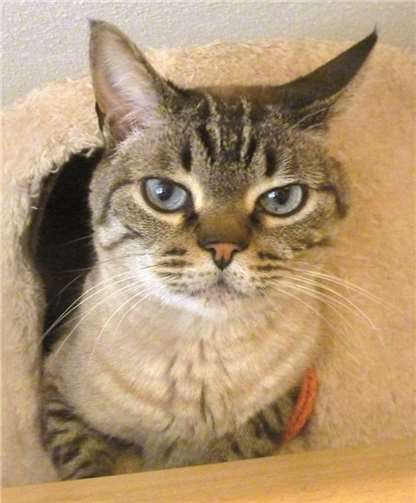 Toby sucht neue Gefährten. privat