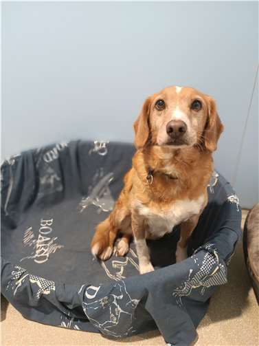 Toffee. Fotos: privat