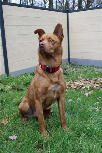 Toffee sucht ein Zuhause. Foto: privat