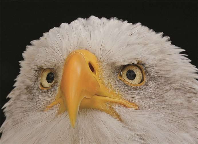 Tolle Aufnahmen aus dem Reich der Tiere erwarten die Besucher der Fotoausstellung. privat