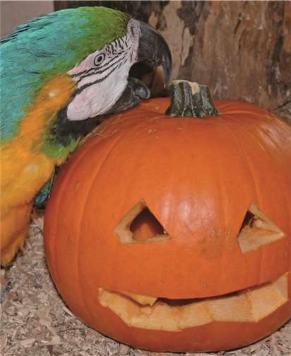 Tolle Bilder mit Kirbisen und Tieren.privat