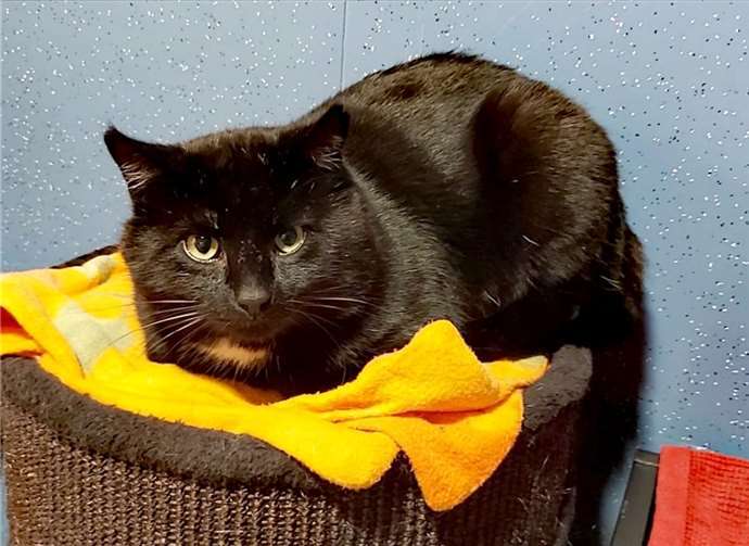 Tom schmust gerne. Foto: privat