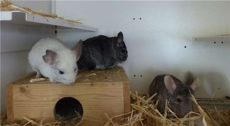 Tommy, Caro und Carla freuen sich auf ein neues Heim. privat