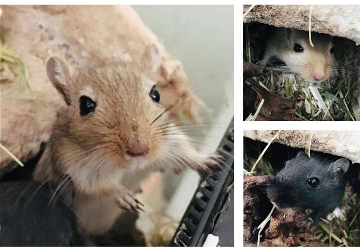 Toni, Tom und Tobi brauchen ein artgerecht eingerichtetes Nagarium von ausreichender Größe. Tierheim u. Tierschutzverein Kreis Ahrweiler e.V.