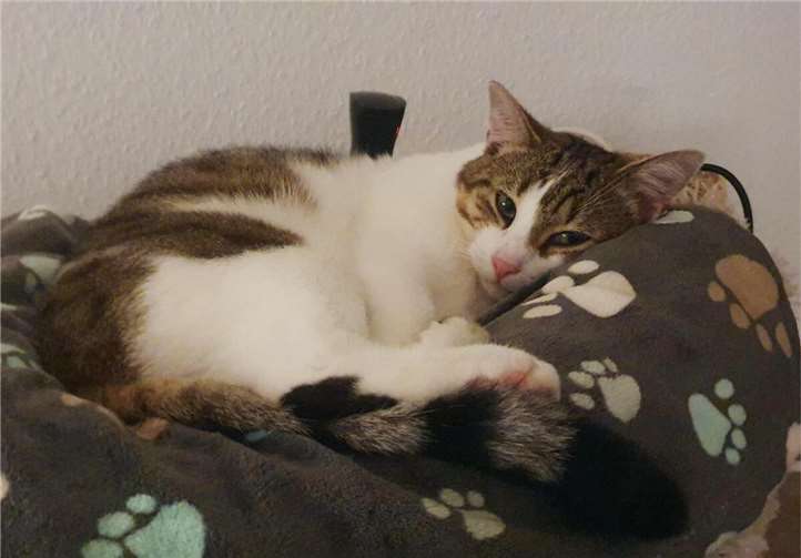 Toni, ein schüchternes Katerchen.Foto: Tierheim u. Tierschutzverein Kreis Ahrweiler e.V., Claus Krah