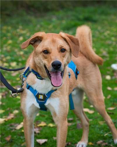 Drei Hunde warten auf ein neues zu Hause Toni neue Besitzer sollten Erfahrung mit Hunden haben.