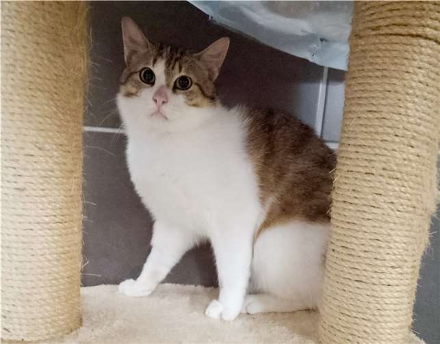 Toni sucht ein enues Zuhause. Foto: Tierheim u. Tierschutzverein Kreis Ahrweiler e.V., Claus Krah