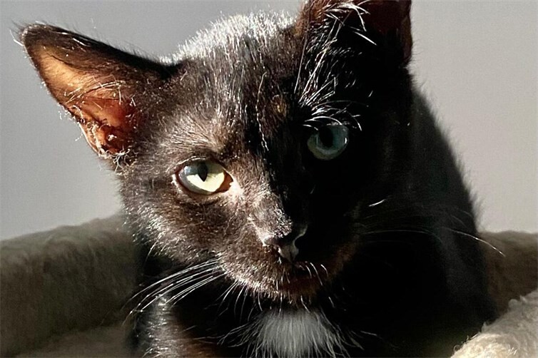 Viele kleine Katzenkinder suchen ein Zuhause