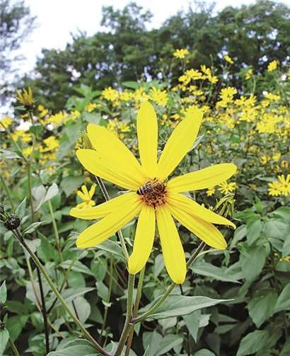 Topinambur erinnert an Sonnenblumen, wenn auch mit kleineren Blüten. privat