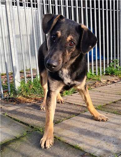 Torek stammt aus Rumänien. Foto: Tierheim u. Tierschutzverein Kreis Ahrweiler e.V.