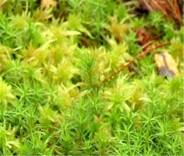 Torfmoose (Sphagnum ssp.). Alle heimischen Arten und wild lebenden Populationen.