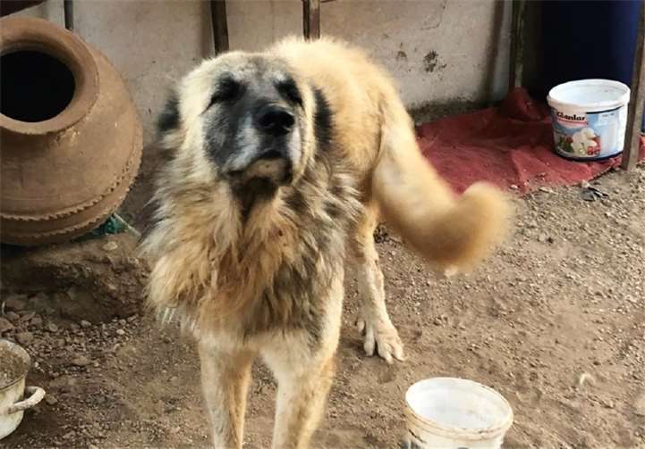 „Torro“ darf sich auf ein neues Zuhause freuen. Privat