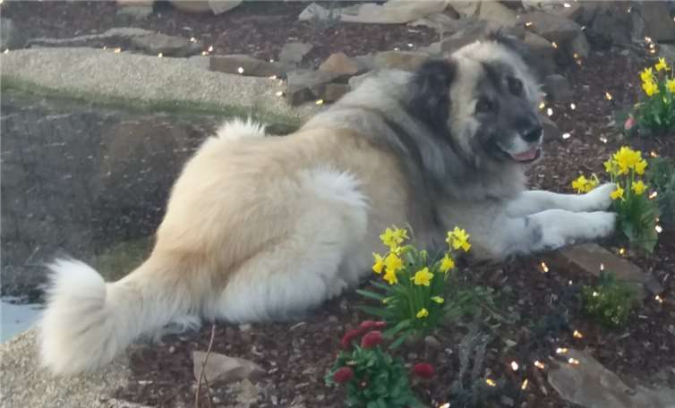 Torro genießt seine neue Freiheit.