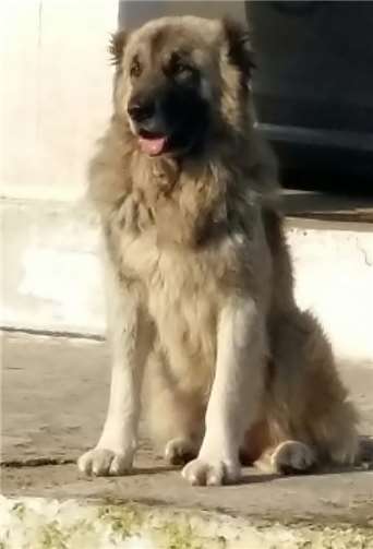 Torro hat ein neues Zuhause und es geht ihm prächtig: Aus einem abgemagerten, misshandelten und traurigen Häufchen Elend hat sich ein stattlicher und stolzer Hund entwickelt.