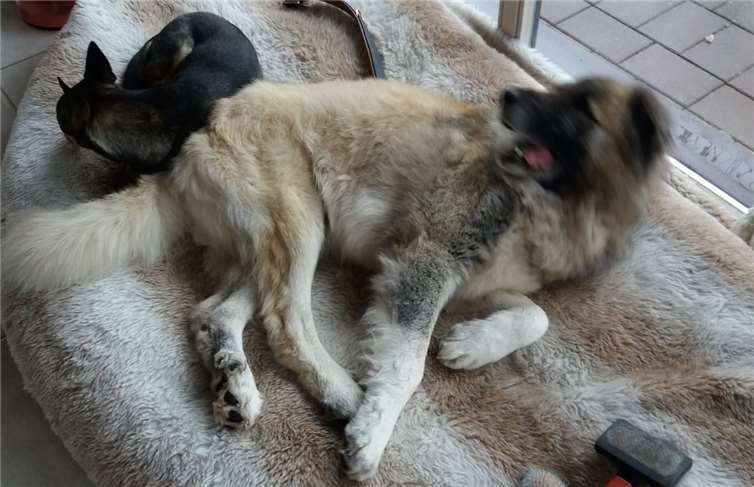 Torro liebt es, mit seinem Hundekumpel zu kuscheln.