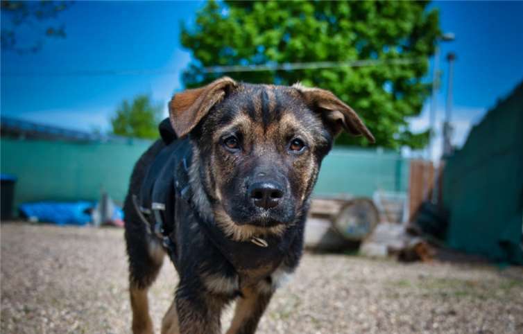 Toru.Fotos: Tierheim Andernach