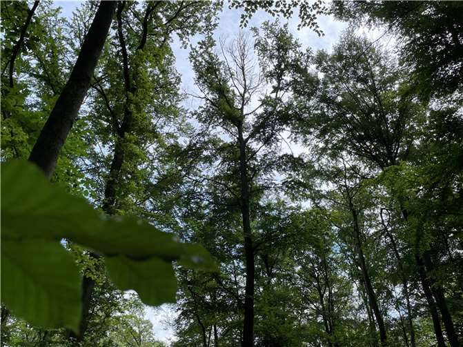 Totäste bzw. abgestorbene Kronenteile der Buche gefährden Waldbesucher.  Foto: Landesforsten.RLP.de / Dietmar Ebi