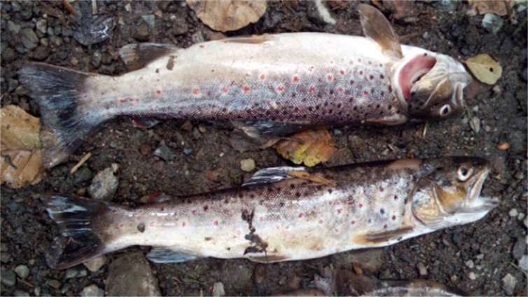 Fischsterben am Elzbach: Kriminalpolizei eingeschaltet Tote Forellen aus dem Elzbach. Foto: privat
