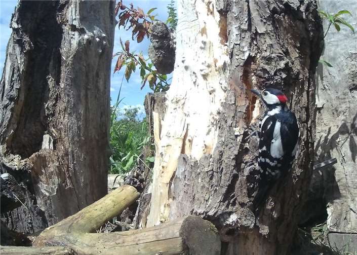 „Hier fliegen nur so die Fetzen“  Totholz, aufrecht und liegend. Und dann noch die Kombination „frisch gepflanzter“ lebender „Altbäume“ mit Totholzanteil! – das brandneue und praktisch erprobte Spezialgebiet des Gartens! „Möglicherweise haben wir mit diesem Projekt im Artenschutz Neuland betreten.“ Fotos: Stefan Krumme